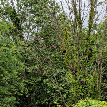 Vultures at Salt Fork State Park