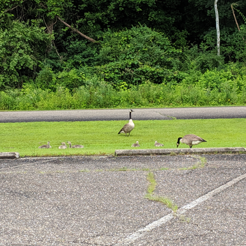 Geese and goslings at Salt Fork State Park